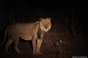 Lion mâle. Parc national de Niokolo-Koba.  © Philipp Henschel 